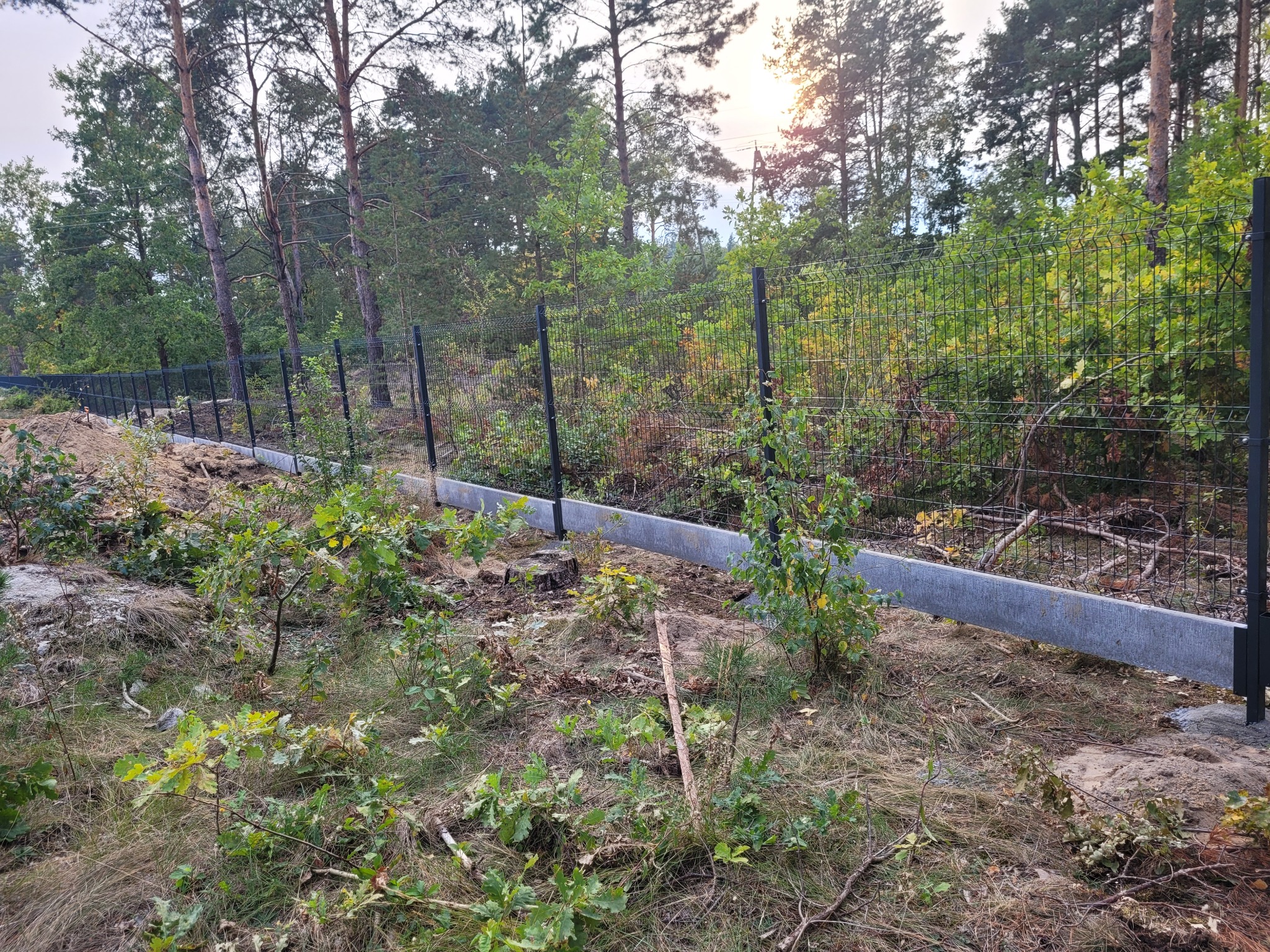 Nowo postawione, czarne, metalowe ogrodzenie panelowe z betonową podmurówką na zalesionym terenie z młodymi drzewkami i ściętymi pniakami.