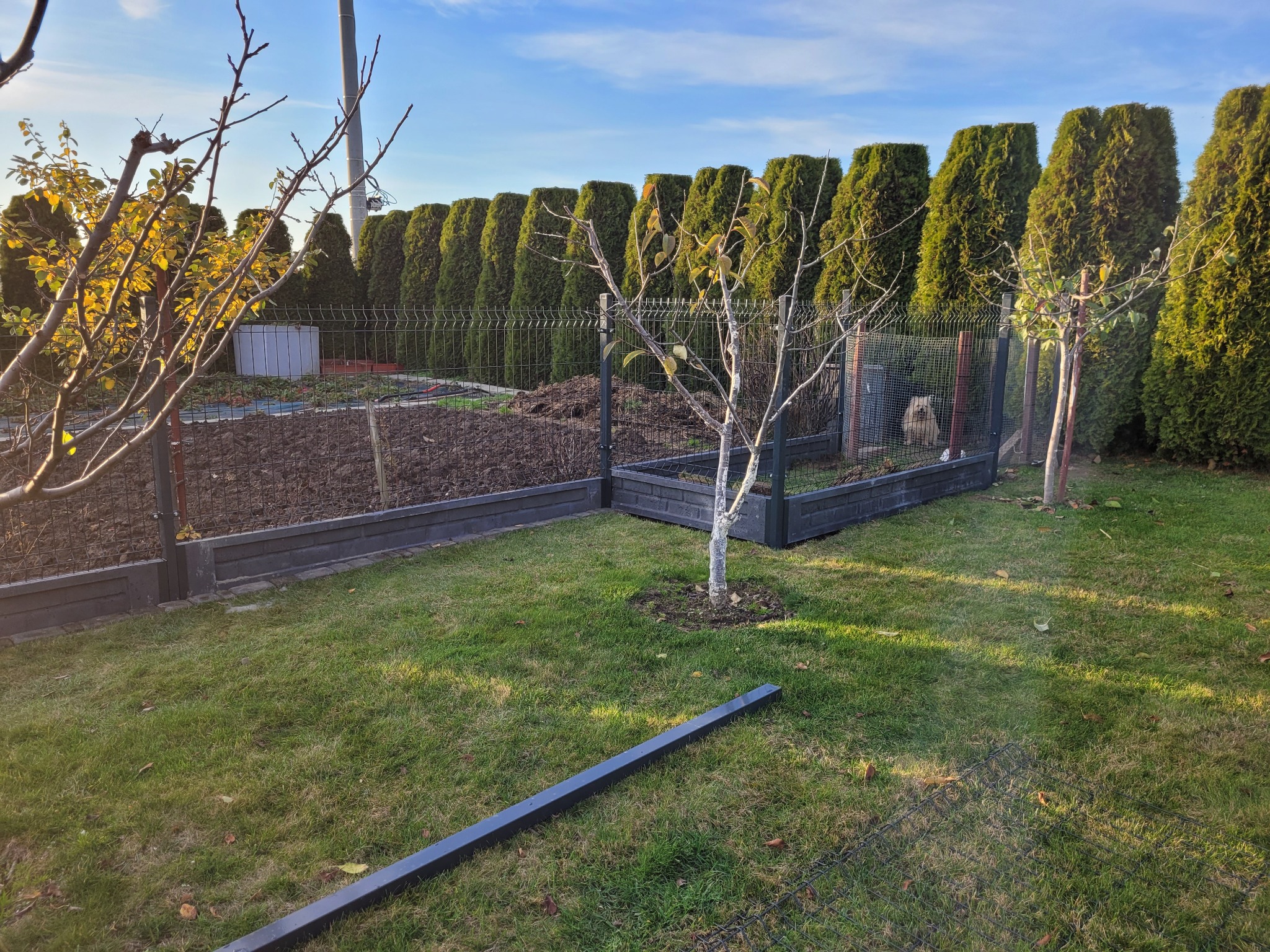 Ogród z siatkowym ogrodzeniem, podniesionymi rabatami warzywnymi z szarej cegły, żywopłotem z tui i młodym drzewkiem z bielonym pniem.