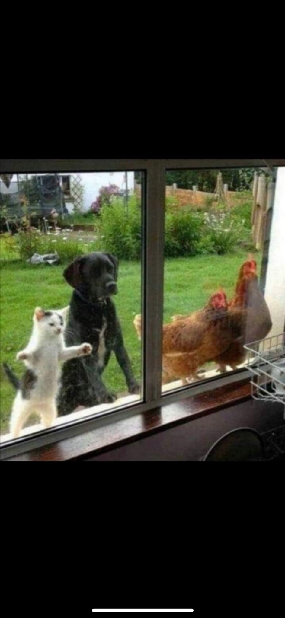Biało-czarny kot, czarny pies i dwie kury patrzą przez szybę okna na zewnątrz, na zielony trawnik i roślinność.