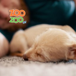 Sklep zoologiczny Józefosław Piaseczno Mysiadło