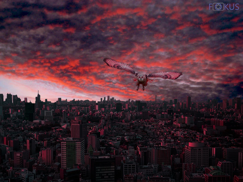 Grafika przedstawia sowę lecącą nad miastem o zachodzie słońca z czerwonymi chmurami na niebie.