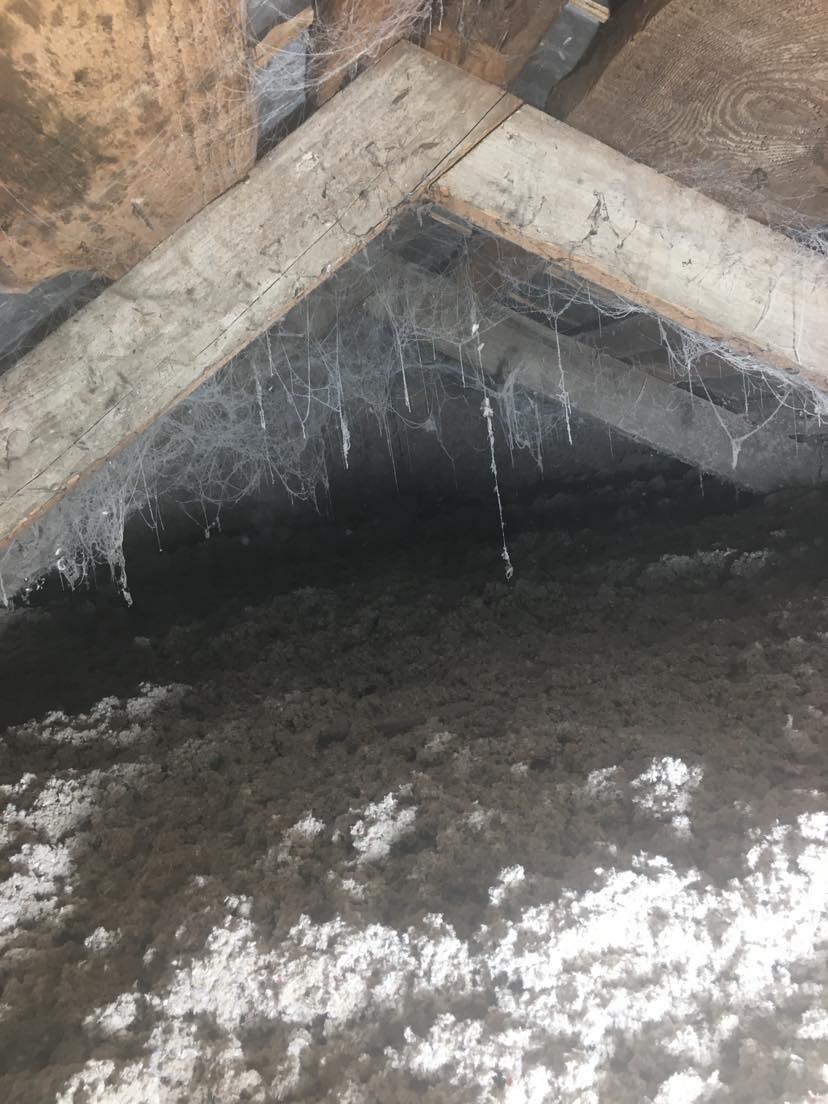 Stare drewniane krokwie poddasza z grubą warstwą waty izolacyjnej i pajęczynami w rogach.