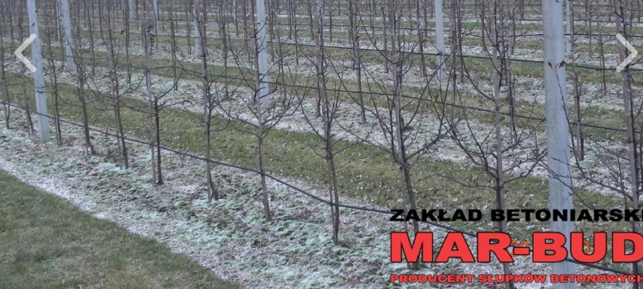 Plantacja młodych drzewek owocowych podpartych słupkami betonowymi z systemem nawadniania kropelkowego, widoczny logotyp producenta słupków.