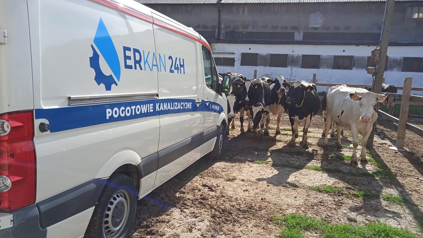 Biały samochód z napisem 'ERKAN 24H POGOTOWIE KANALIZACYJNE' na tle stada krów na podwórku.