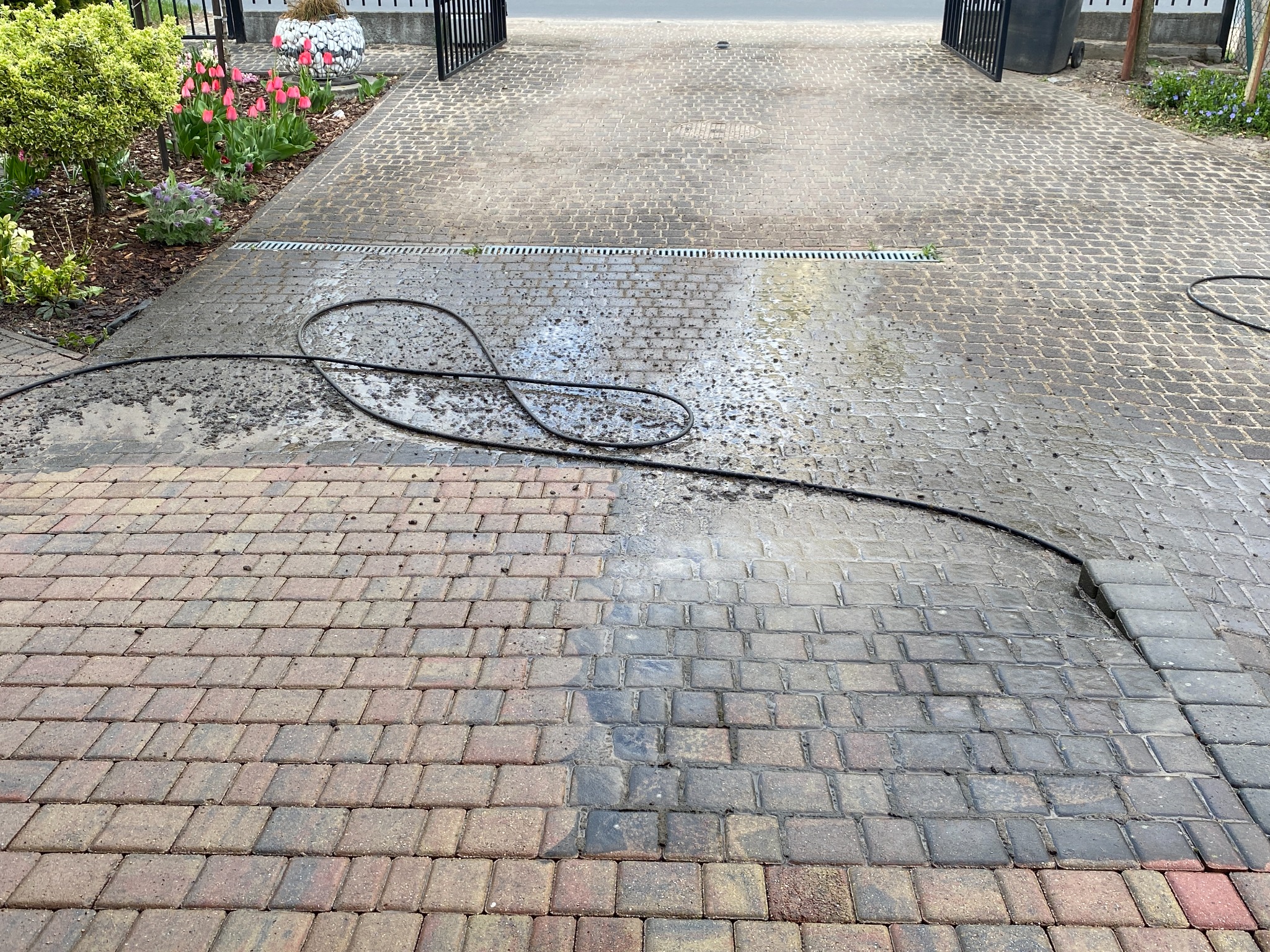 Częściowo umyta kostka brukowa na podjeździe, widoczna różnica w kolorze między czystą a brudną powierzchnią, czarny wąż ciśnieniowy leżący na kostce.