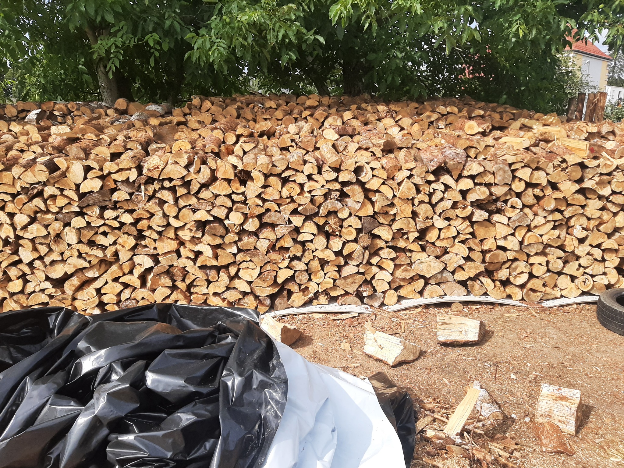 Stos pociętego drewna ułożonego pod drzewem, częściowo przykryty czarno-białą folią, z widocznymi kawałkami drewna na ziemi.