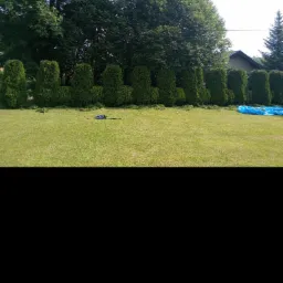 Przycinanie żywopłotu z tui, z użyciem elektrycznych nożyc, skoszone gałęzie leżą na trawniku obok żywopłotu, w tle drzewa i dom.