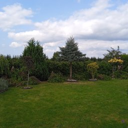 Przycięcie żywopłotu z Tuj.