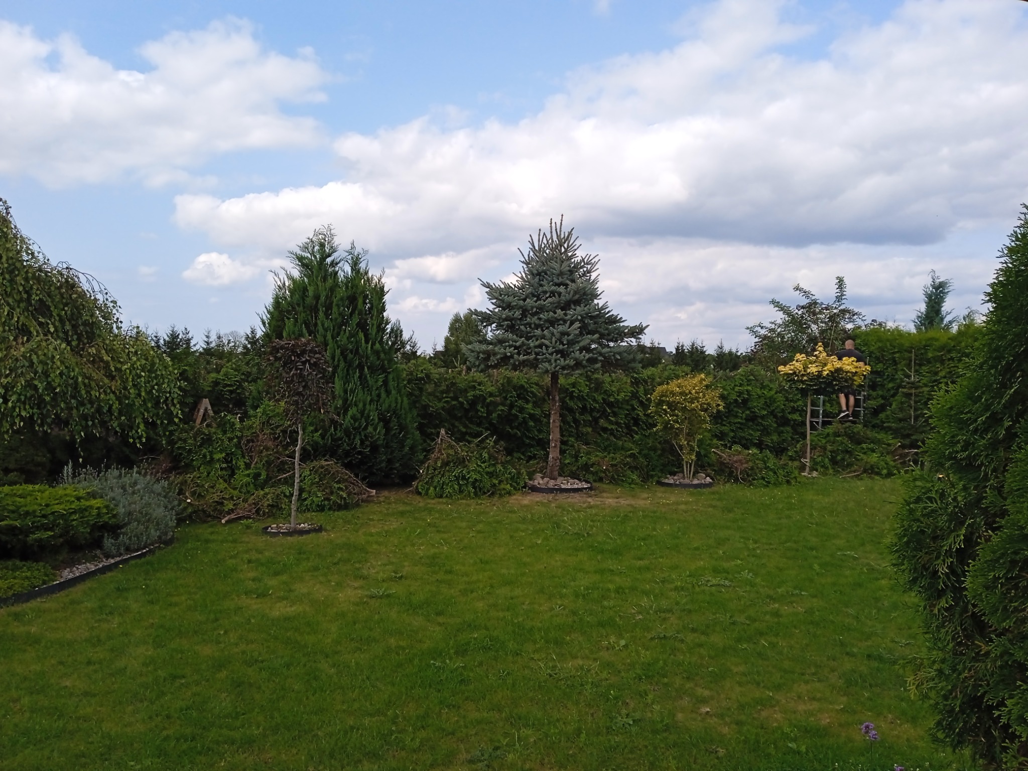 Przycięcie żywopłotu z Tuj.