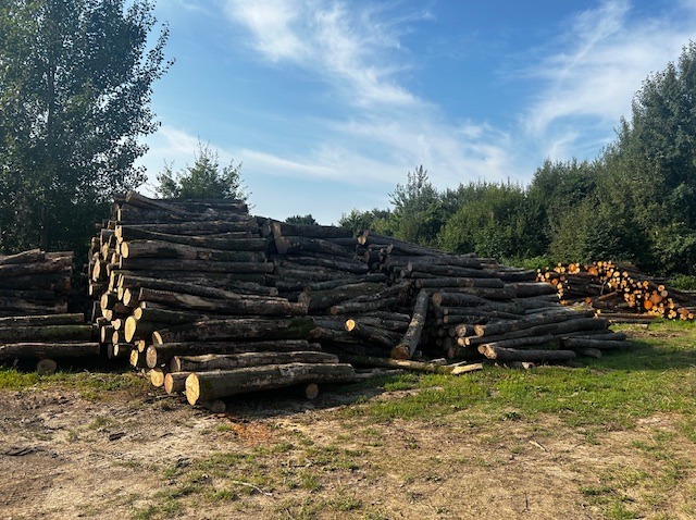 Stosy pociętych kłód drewna na składzie, widoczne drzewa w tle i błękitne niebo z chmurami. Selekcja drewna kominkowego na placu.