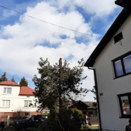 Pracownik w kasku na szczycie sosny podczas prac związanych z wycinką, w tle domy i błękitne niebo z chmurami, na trawniku leżą odcięte gałęzie.