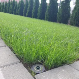 Świeżo założony trawnik z rolki, obrzeża z szarej kostki, w tle rząd tuj, widoczny zraszacz w trawie.