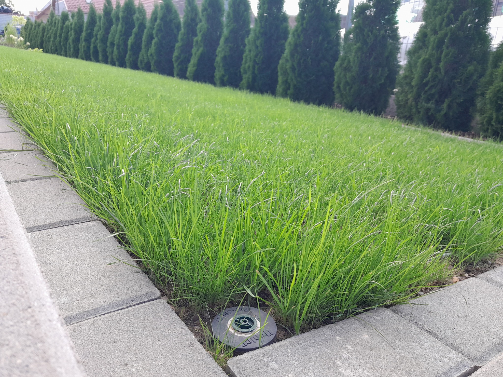 Świeżo założony trawnik z rolki, obrzeża z szarej kostki, w tle rząd tuj, widoczny zraszacz w trawie.