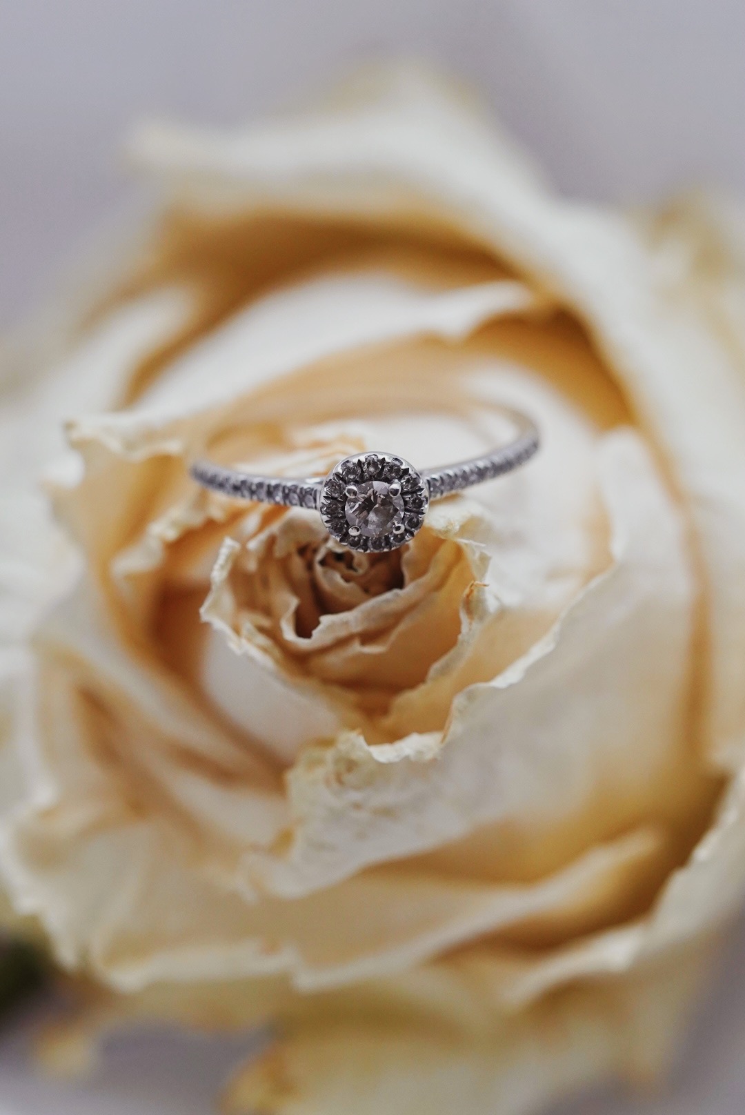 Pierścionek zaręczynowy z małym diamentem w oprawie halo, leżący na płatkach kremowej róży, delikatne światło.