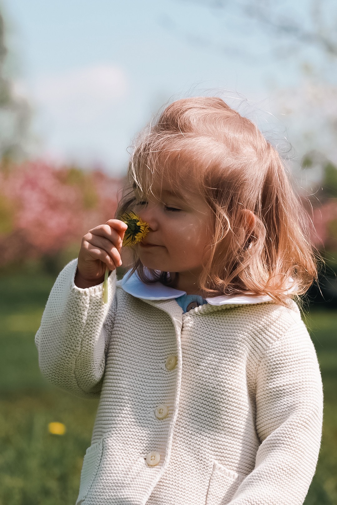 Mała dziewczynka w kremowym swetrze wącha dmuchawca na tle zielonej trawy i kwitnących drzew.