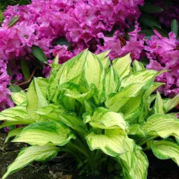 Projektowanie, Wykonanie, Pielęgnacja Ogrodów