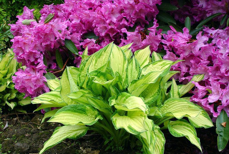 Projektowanie, Wykonanie, Pielęgnacja Ogrodów