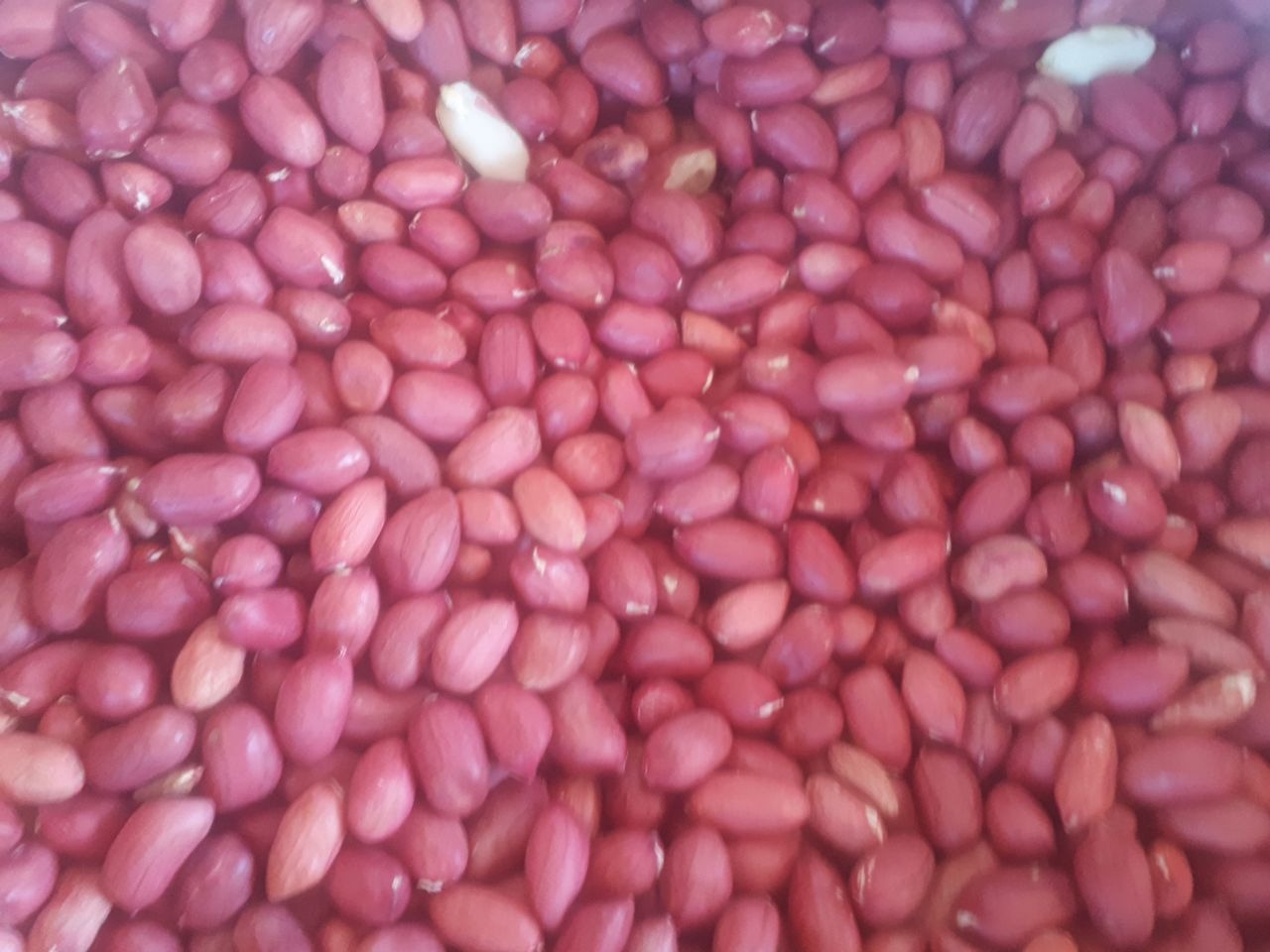 Gęsty zbiór czerwonych orzechów ziemnych z dwoma białymi orzechami pośród nich, wypełniający kadr.