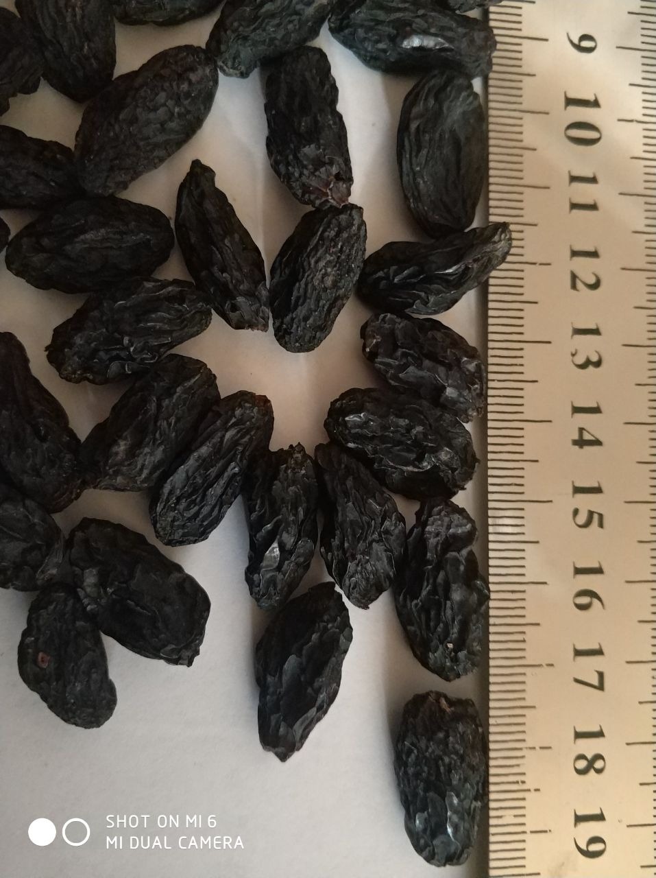 Ciemne rodzynki sułtańskie obok linijki, ukazujące ich wielkość, leżące na białym tle.