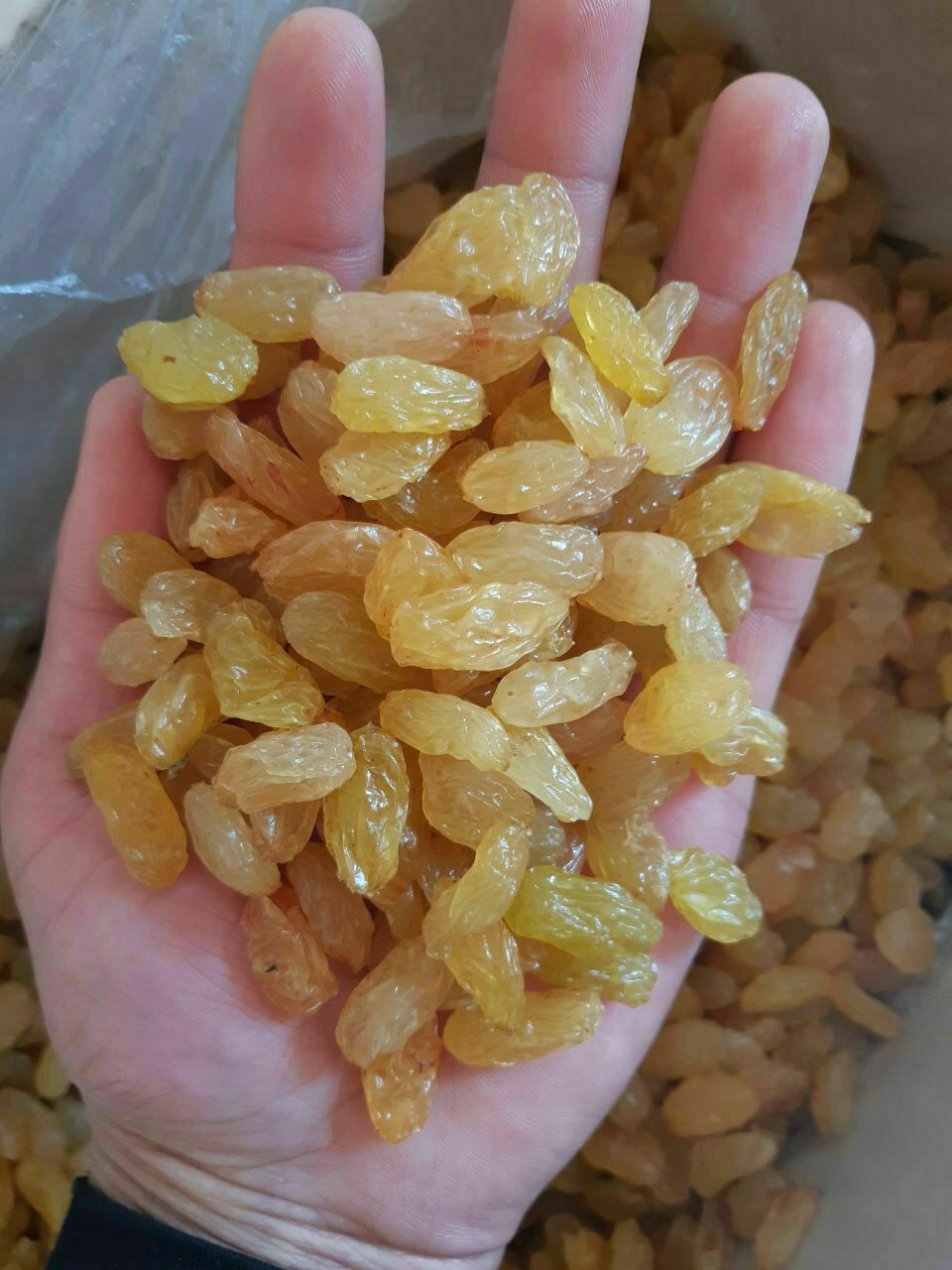 Garść jasnych rodzynek w dłoni na tle plastikowego opakowania.