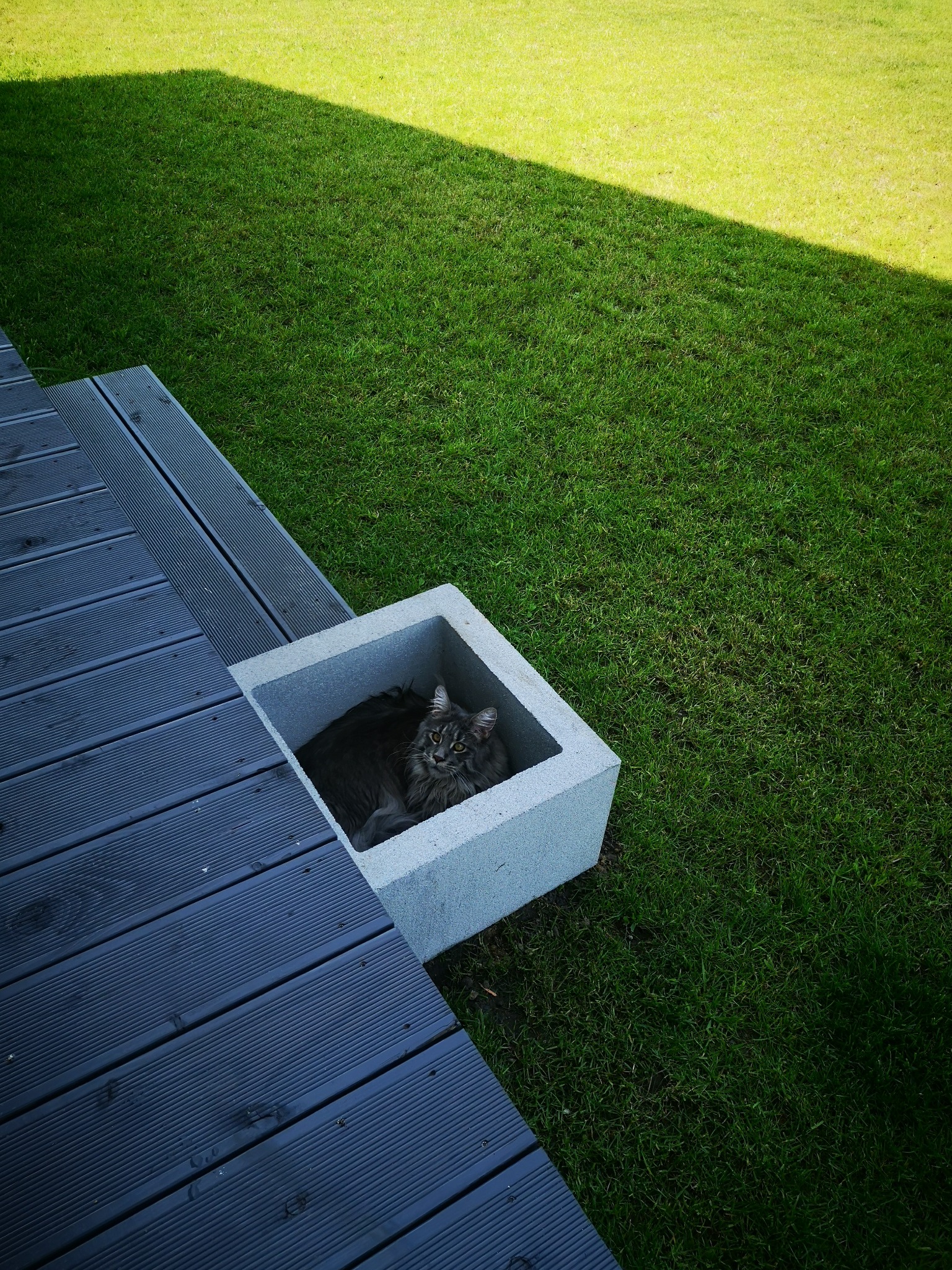 Szary kot rasy Maine Coon odpoczywa w betonowej donicy obok ciemnoszarego tarasu z desek kompozytowych w Wieszowej, na tle soczystej zieleni trawnika.