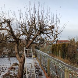 Wycinka drzew Szczecin 2