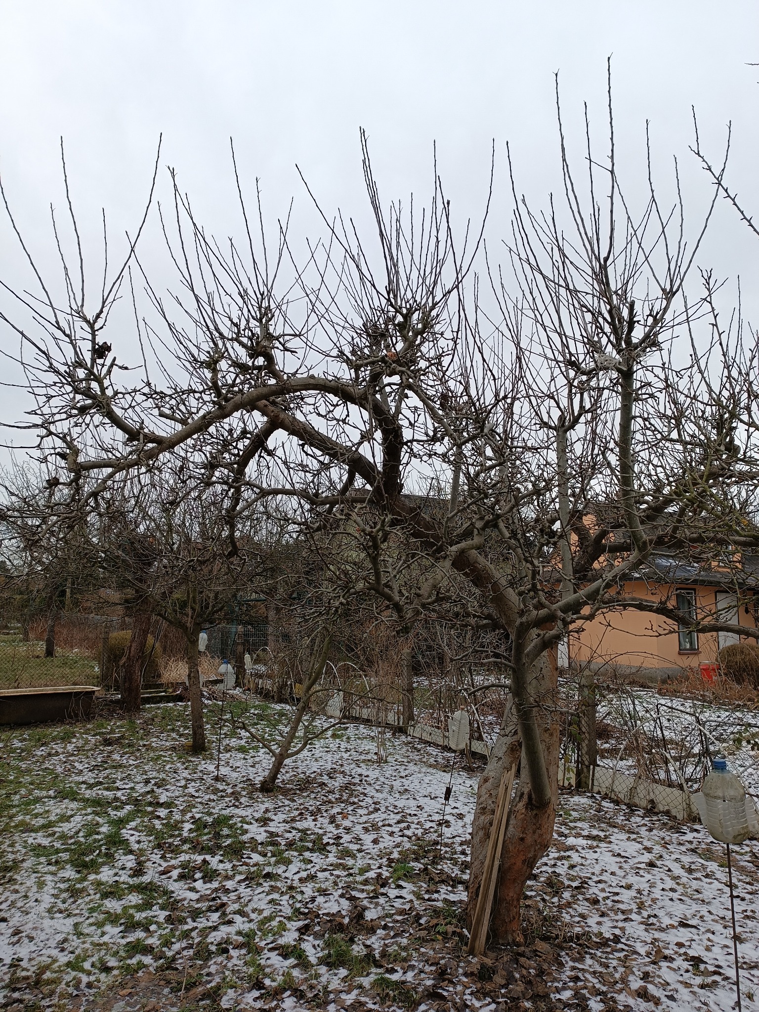 Drzewo owocowe po formującym cięciu zimowym z widocznymi śladami cięć, częściowo pokryte śniegiem, w tle zabudowania mieszkalne.
