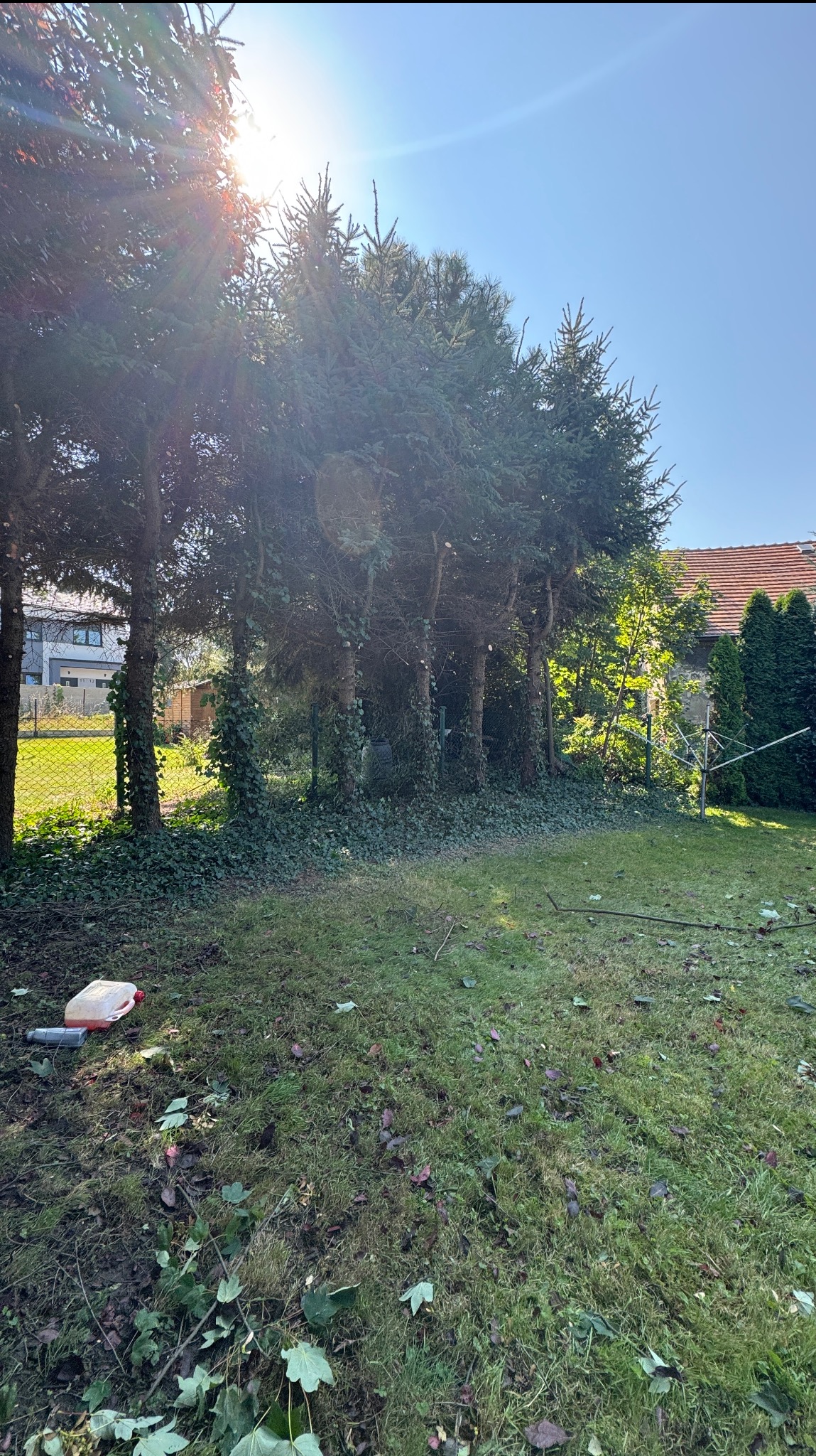Słoneczny ogród po przycince drzew iglastych, z widocznymi gałęziami na trawie i pojemnikiem z paliwem. Częściowo zarośnięte pnie drzew bluszczem.