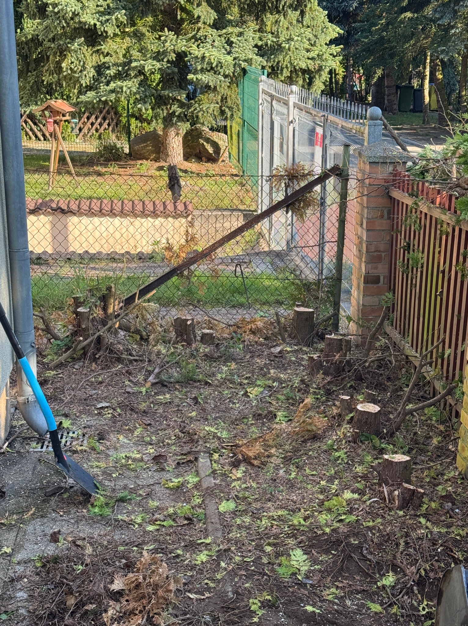 Teren po wycince drzew: liczne pnie, gałęzie i liście na ziemi. W tle siatka ogrodzeniowa i drzewa. W rogu widoczna łopata z niebieskim uchwytem.