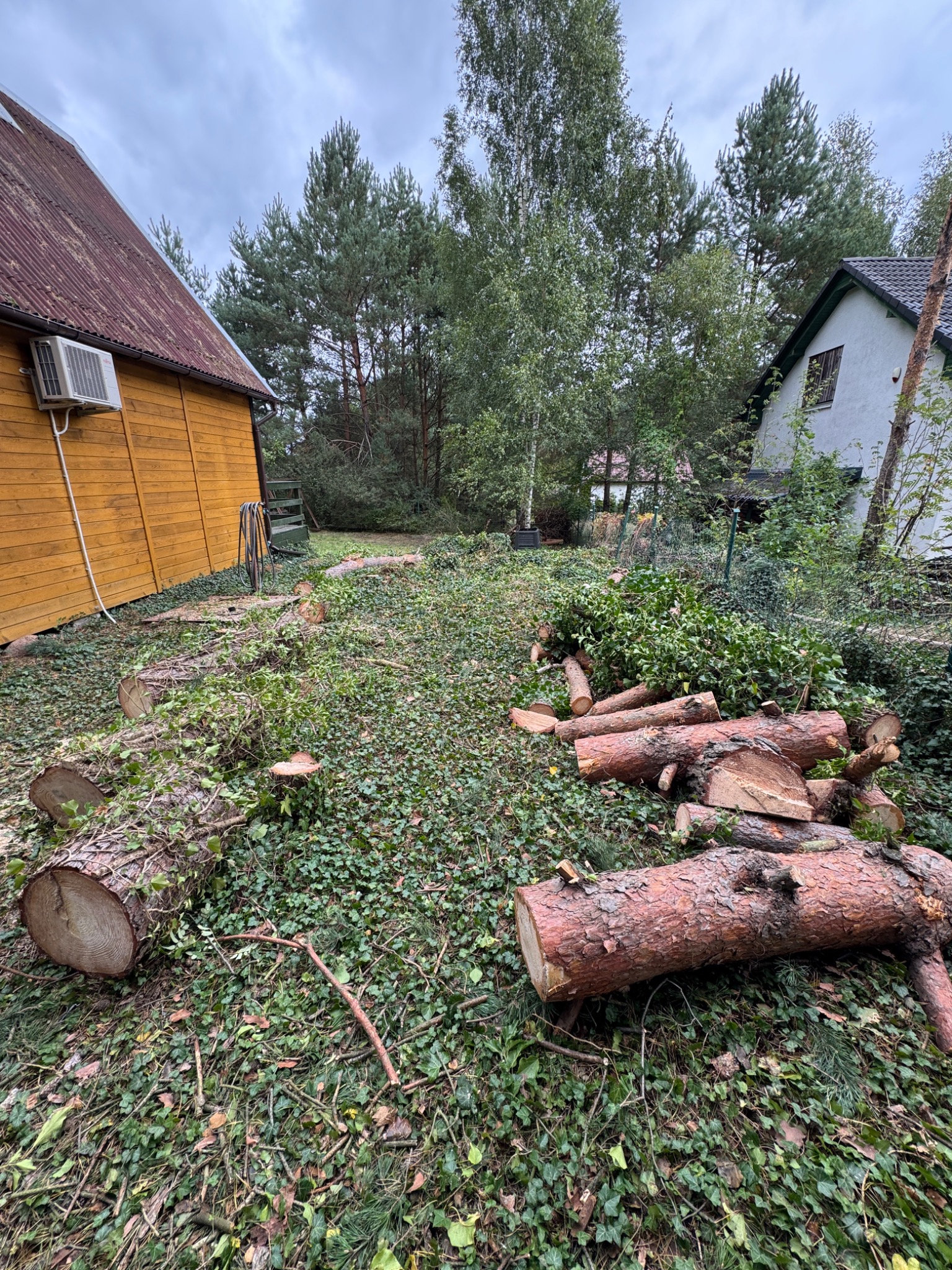 Teren po wycince drzew: pocięte pnie leżą na ziemi pokrytej bluszczem, w tle domy i drzewa. Widok z góry, pochmurny dzień.