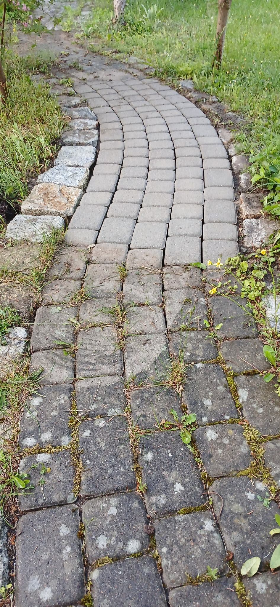 Zakrzywiony chodnik z kostki brukowej, porośnięty mchem i trawą, otoczony zielenią. Widok z góry, skupiony na detalach zabrudzeń i roślinności.