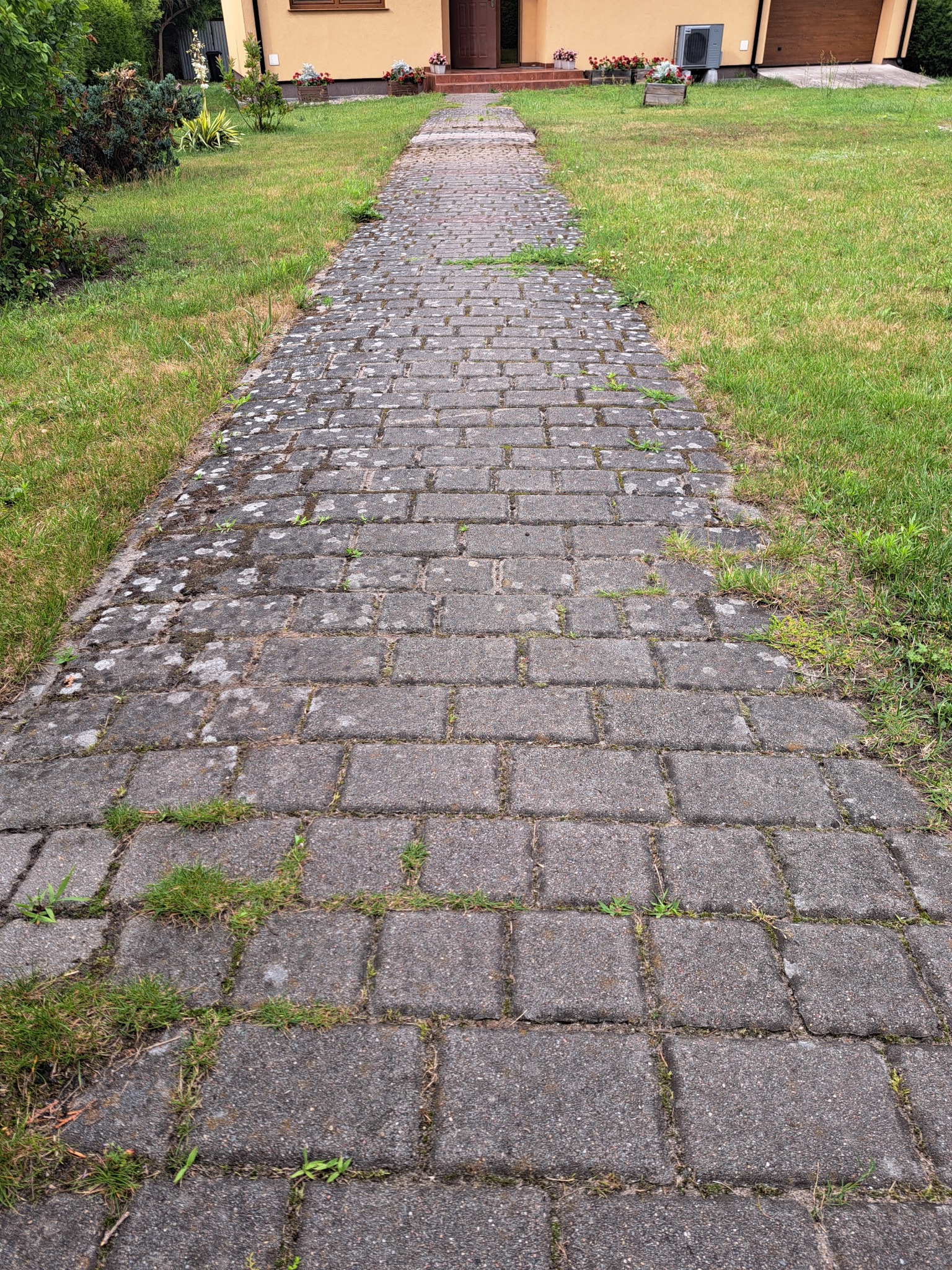 Zarośnięta kostka brukowa tworząca ścieżkę do domu. Widoczne porosty i chwasty między kostkami. Trawa po bokach ścieżki. Dom z jasną elewacją w tle.