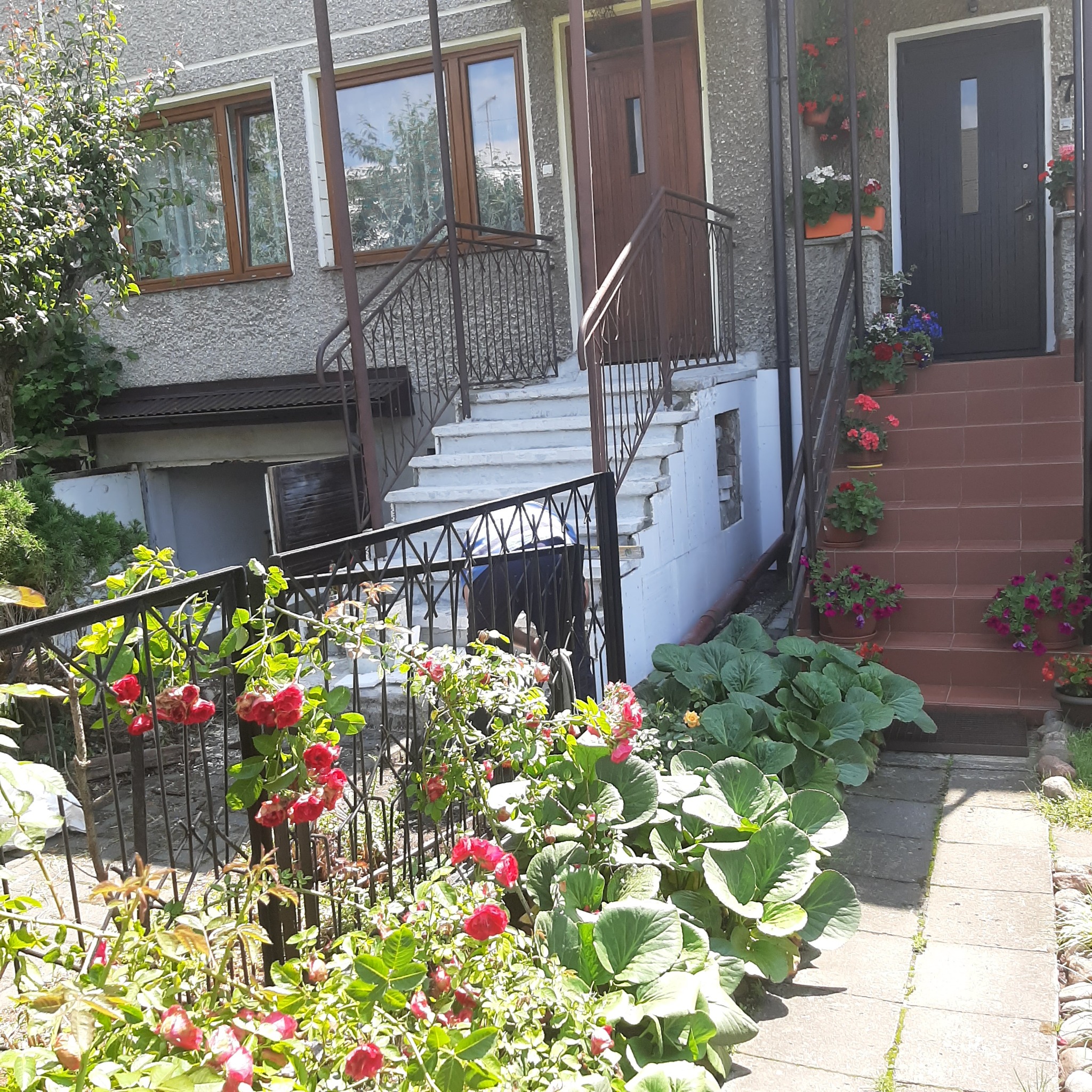 Dom z elewacją typu baranek, schody wejściowe z balustradami i kwiatami w doniczkach, widok zza metalowego ogrodzenia porośniętego różami.