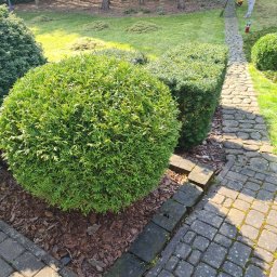 Sylwester Ostapczuk - Ogród z okrągłym krzewem, przyciętym żywopłotem i ścieżką z kostki brukowej, osoba w tle grabi skoszoną trawę.