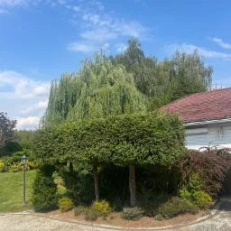 Formowane drzewo iglaste w ogrodzie, z wyraźnie przyciętą koroną w kształcie prostokąta, na tle innych drzew i domu z czerwoną dachówką.