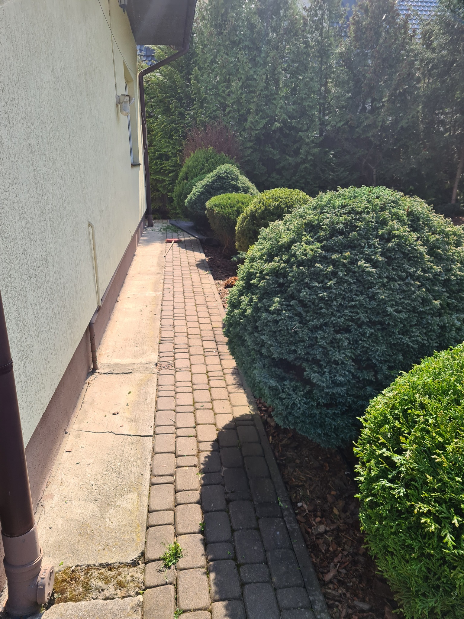 Kształtne, kuliste krzewy iglaste wzdłuż ścieżki z kostki brukowej przy budynku, częściowo zacienione, z widocznymi drobnymi gałązkami po strzyżeniu i grabiami opartymi o ścianę.