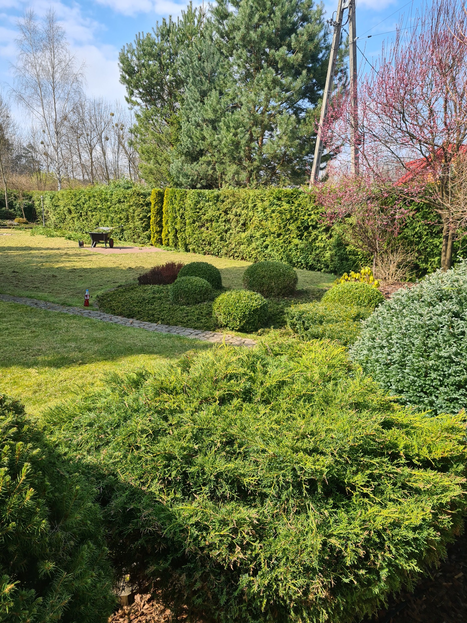 Uporządkowany ogród z równo przystrzyżonymi krzewami, zielonym trawnikiem, ścieżką z kamieni i żywopłotem z tui w tle, w słoneczny dzień.