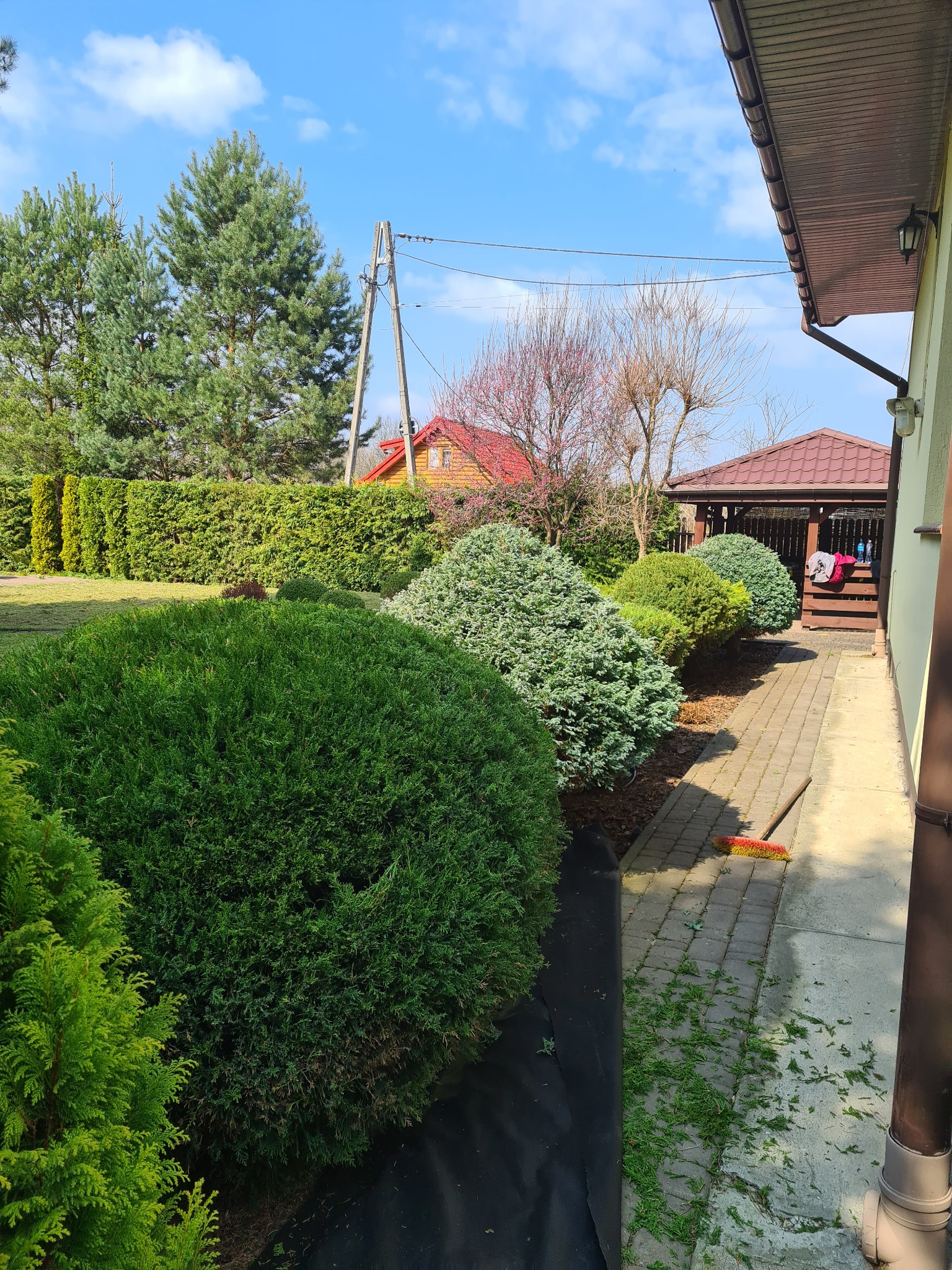 Formowane krzewy iglaste w ogrodzie przydomowym, świeżo po strzyżeniu, z widocznymi resztkami gałązek na chodniku i grabiami w tle.