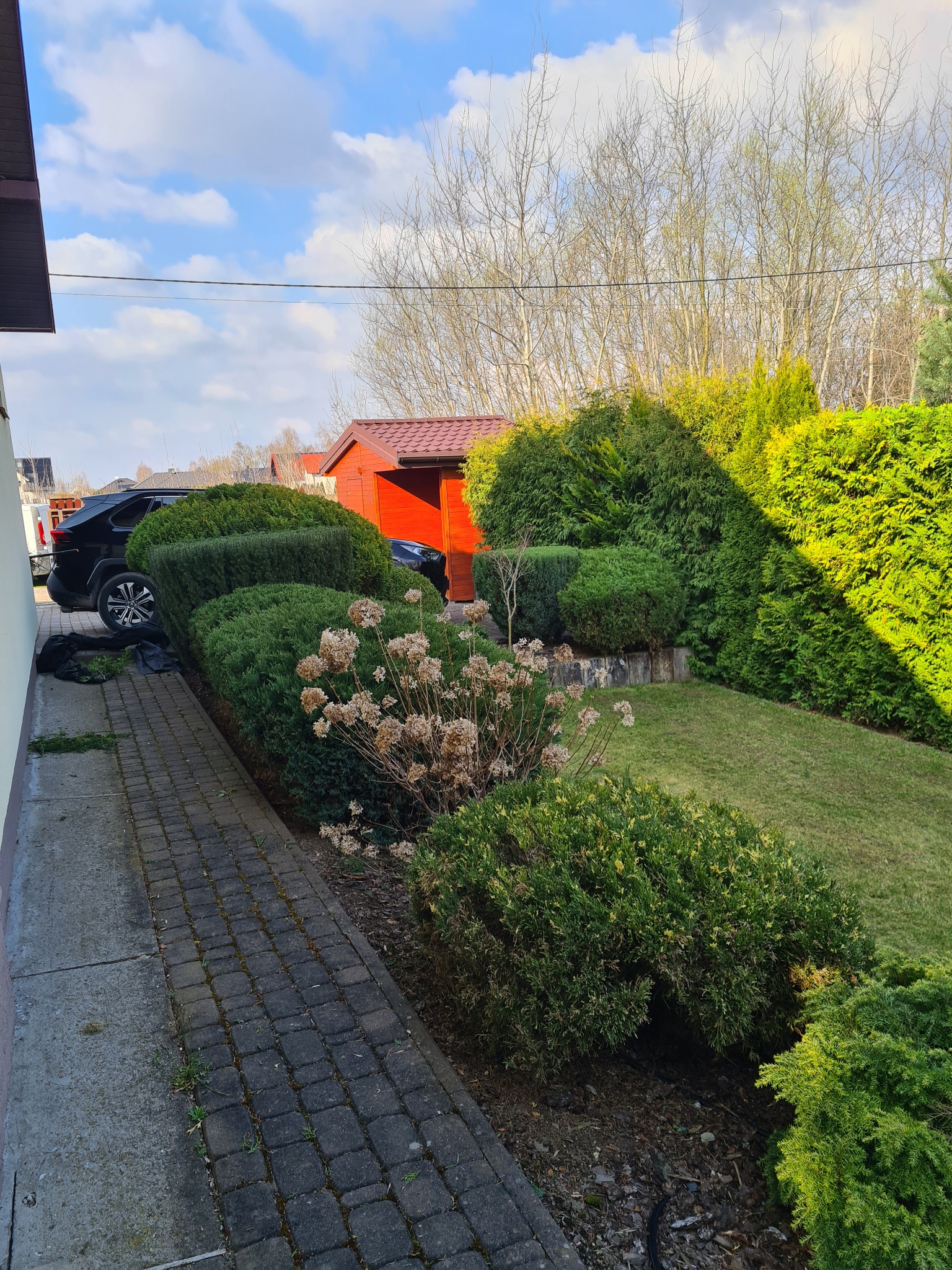 Kształtne krzewy i żywopłot w ogrodzie, po przycięciu, z widocznymi resztkami gałęzi na chodniku i czarnym samochodem w tle.