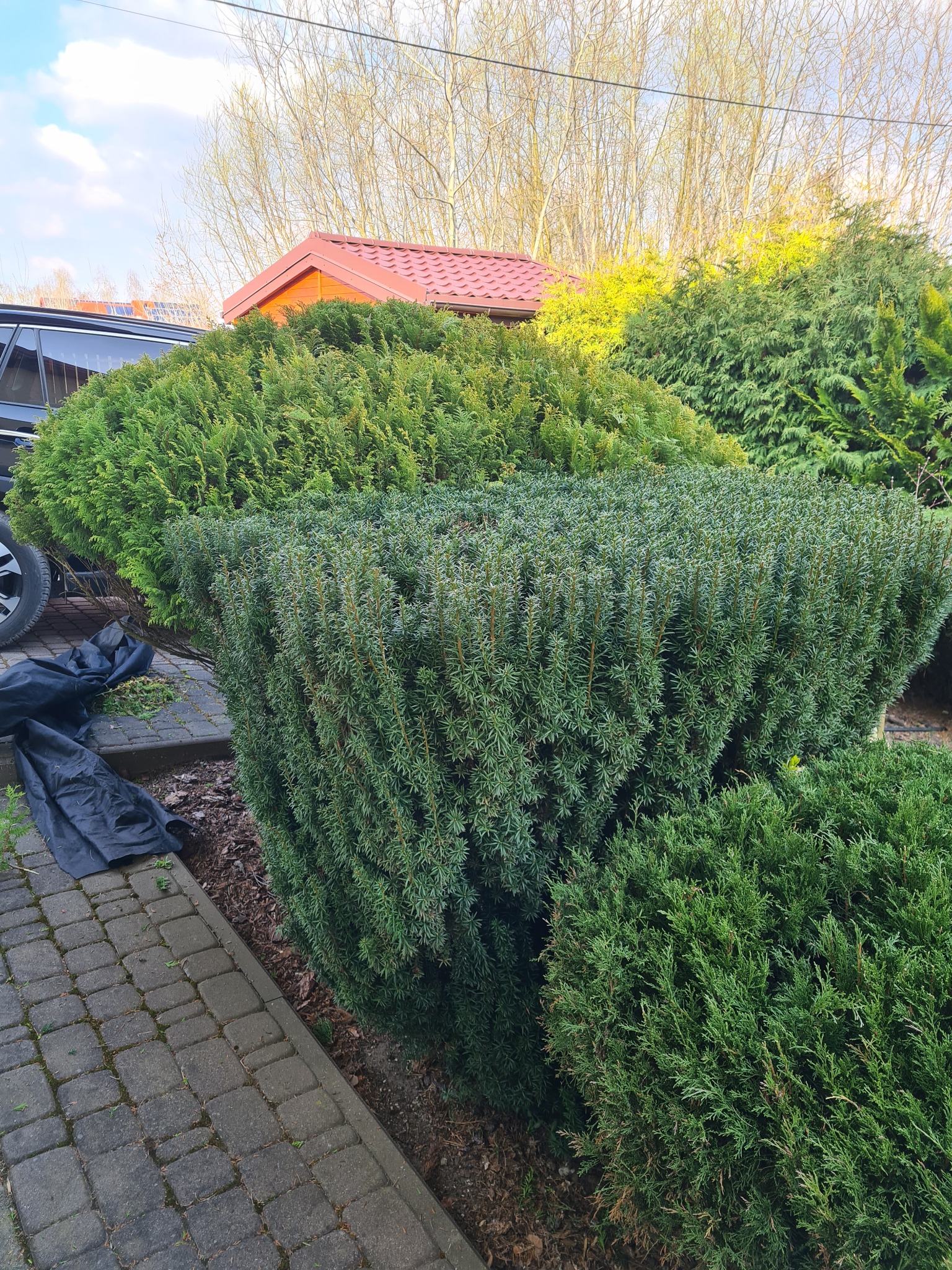 Przycięte krzewy iglaste w ogrodzie, widoczne ślady po przycinaniu i czarne worki na odpady, w tle dom z czerwoną dachówką i samochód.