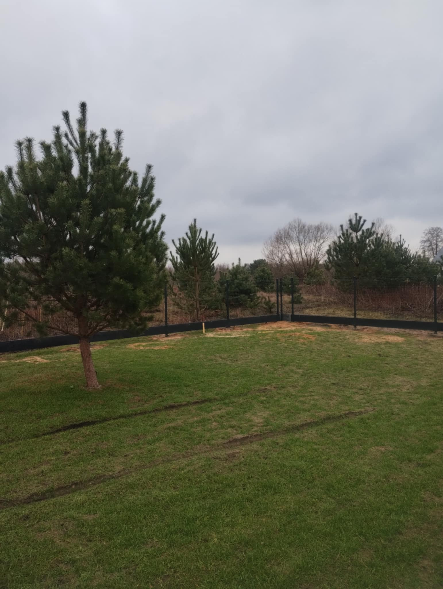 Czarny, niski płot z siatki otaczający trawnik z kilkoma młodymi sosnami, widoczne ślady opon na trawie i pochmurne niebo.
