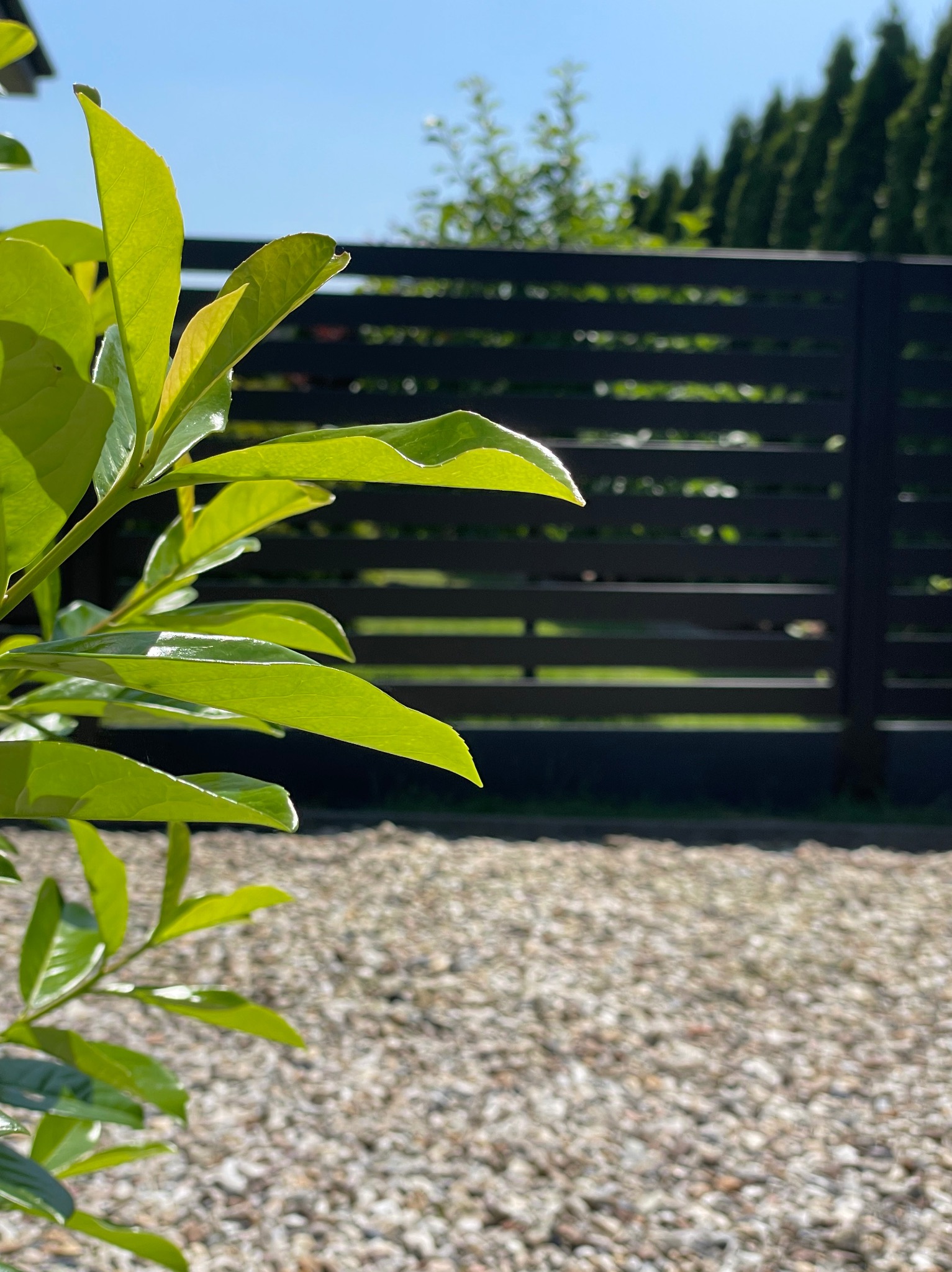 Nowoczesne, poziome ogrodzenie z ciemnego drewna widziane przez liście krzewu, z żwirowym podłożem i tujami w tle, w słoneczny dzień.