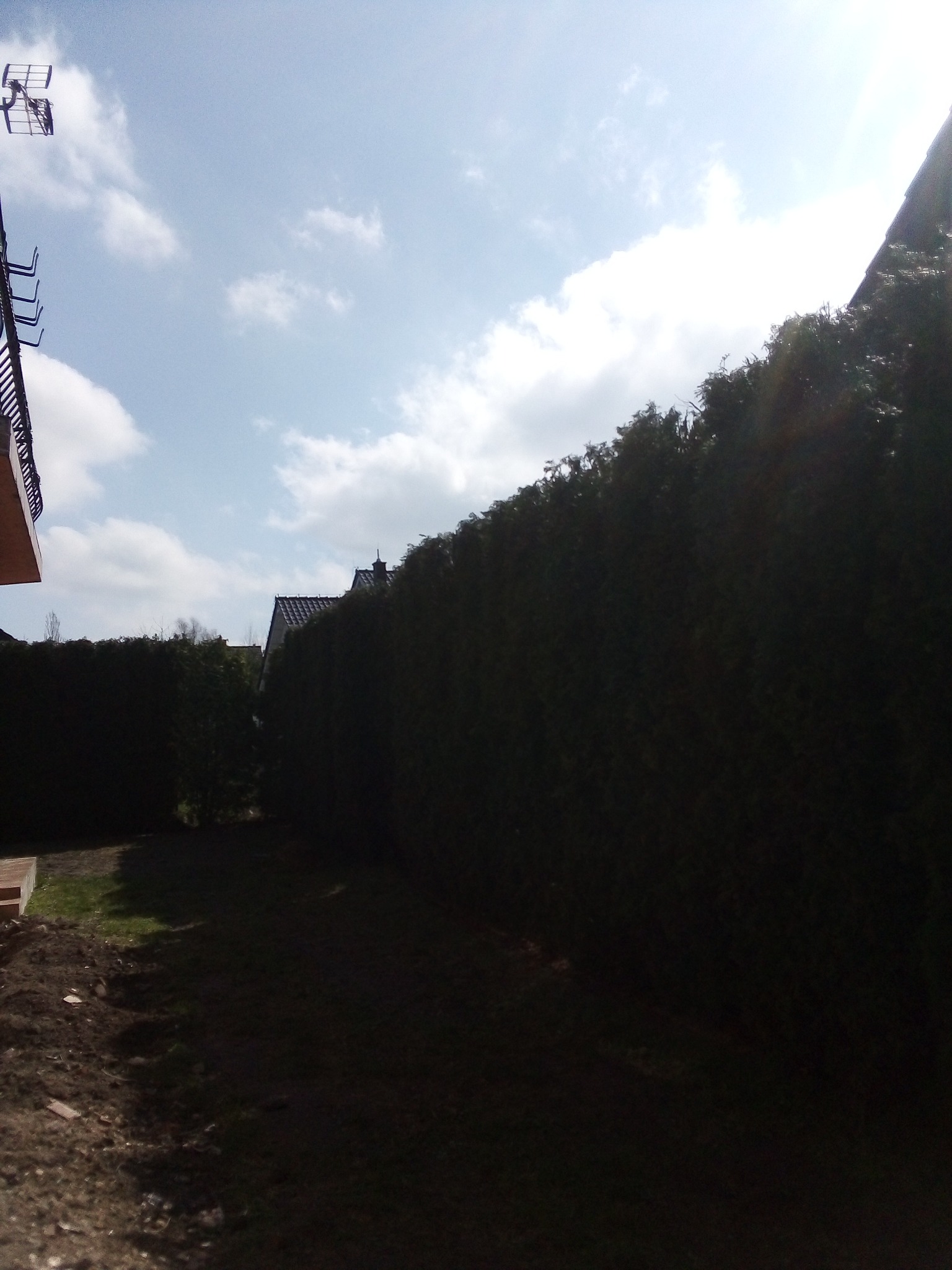 Długi, gęsty żywopłot z tui szmaragd, częściowo zacieniony, oddzielający posesje, widoczny fragment dachu domu w tle, antena telewizyjna na dachu sąsiedniego budynku.