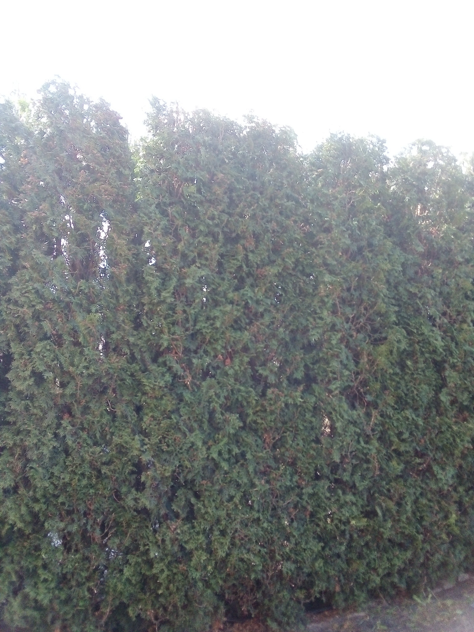 Gęsty żywopłot z ciemnozielonych tuj, tworzący naturalną ścianę, równo przycięty na całej długości.