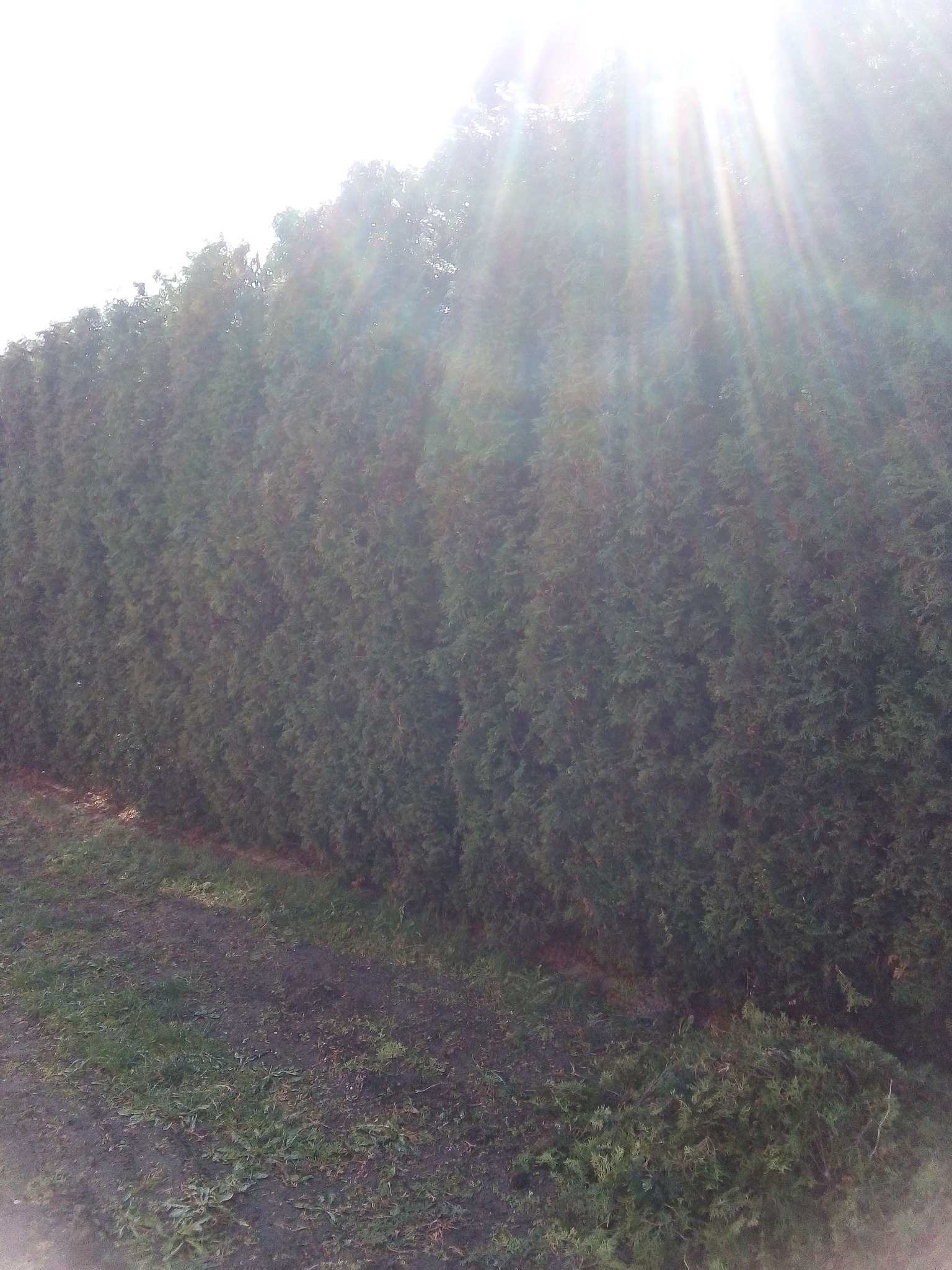 Gęsty, wysoki żywopłot z tui szmaragd, oświetlony promieniami słonecznymi, z widocznymi śladami po cięciu na ziemi.