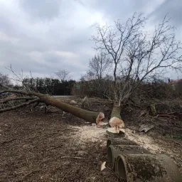 Świeżo ścięte drzewo leżące na ziemi, widoczne ślady cięcia i trociny, w tle pochmurne niebo i zieleń. Na pierwszym planie betonowe rury.