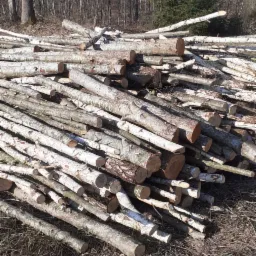 Stos świeżo ściętych, okorowanych pni drzew liściastych, głównie brzozy, ułożonych na suchej trawie, z widocznym lasem w tle.