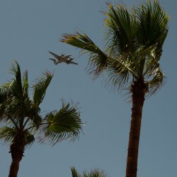 Tobiasz Brakoniecki - Dwusilnikowy samolot pasażerski leci na tle błękitnego nieba, widziany z dołu przez korony dwóch palm.