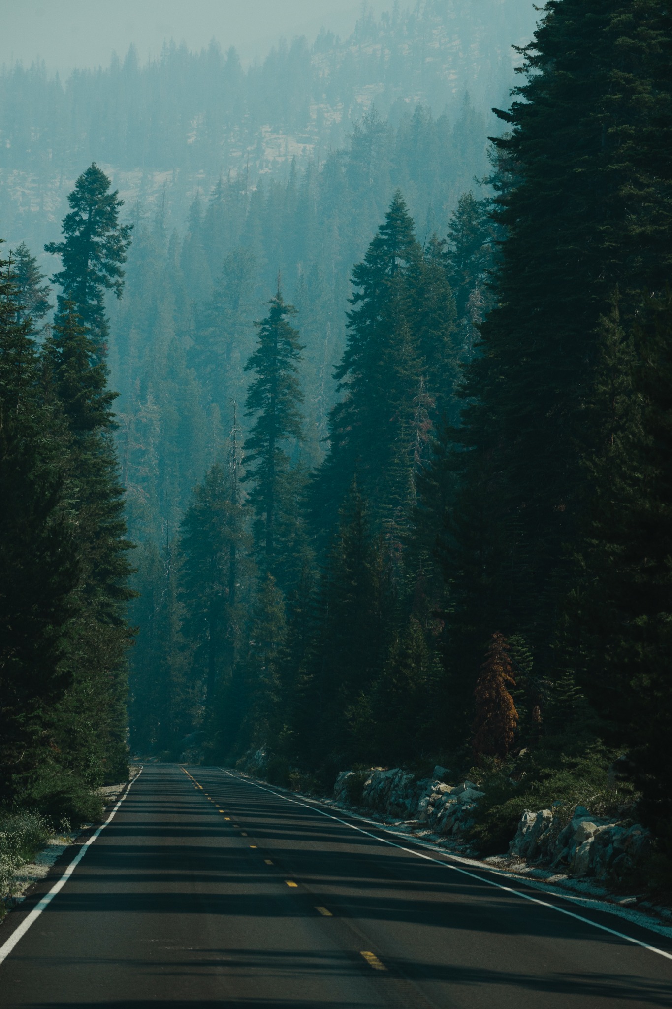 Asfaltowa droga biegnąca przez gęsty las iglasty, spowity mgłą, z pojedynczym drzewem o brązowych igłach po prawej stronie.