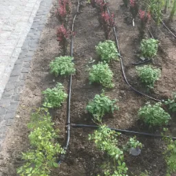Rządki młodych roślin, krzewów i traw z zainstalowanym systemem nawadniania kropelkowego, widoczne z góry, obok kostka brukowa.